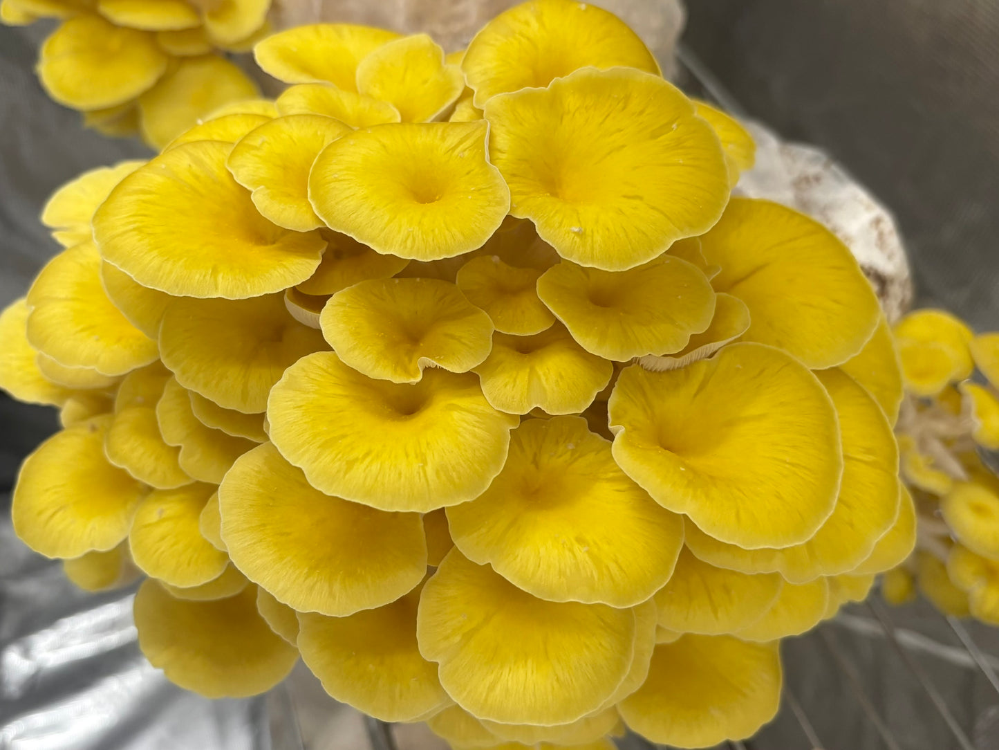 Dried Golden Oyster Mushrooms — Many Worlds Mycology