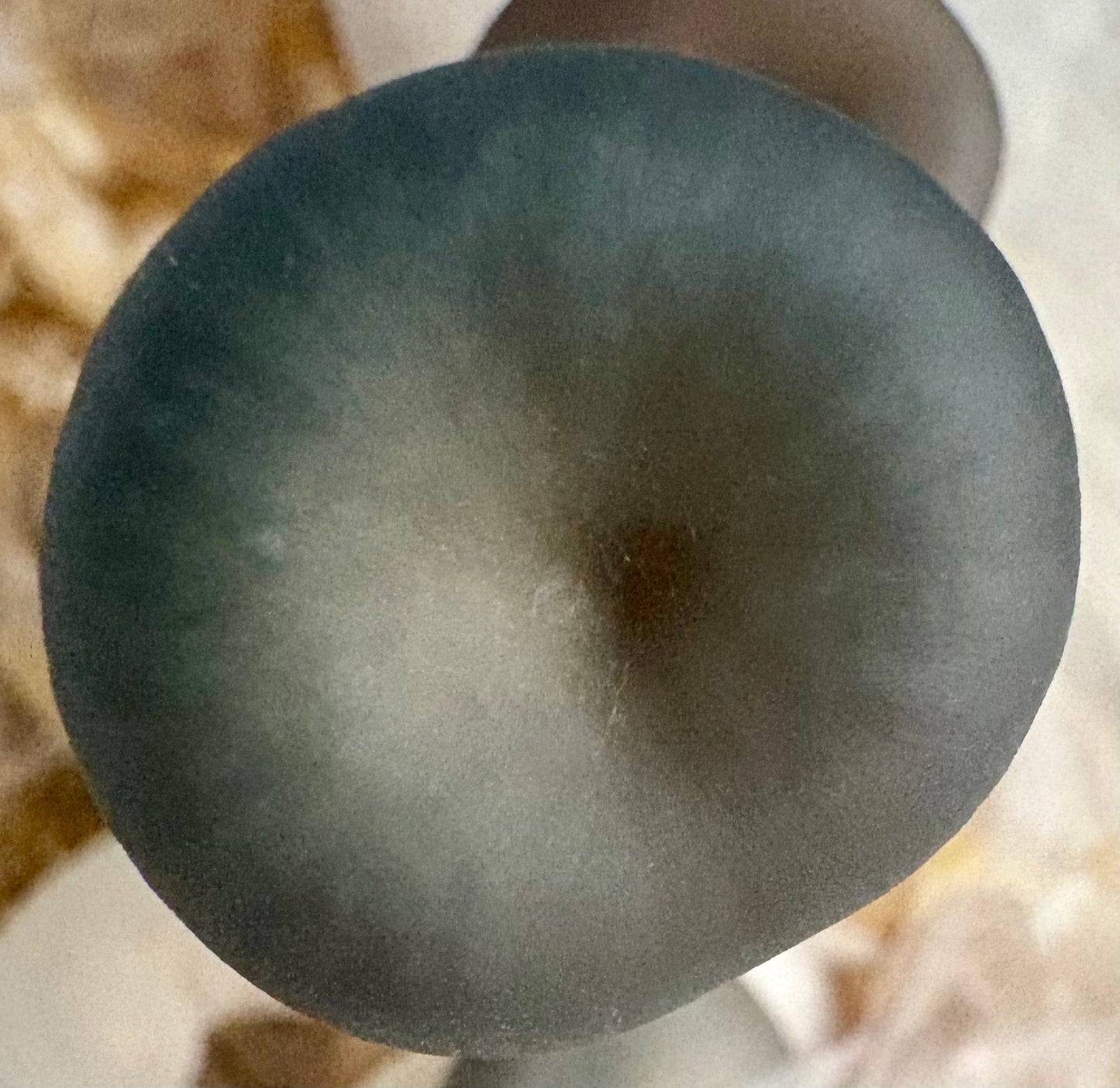 Dried Blue Oyster Mushrooms — Many Worlds Mycology kit