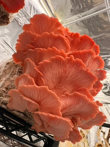 Pink oyster mushrooms close-up cluster on grow rack