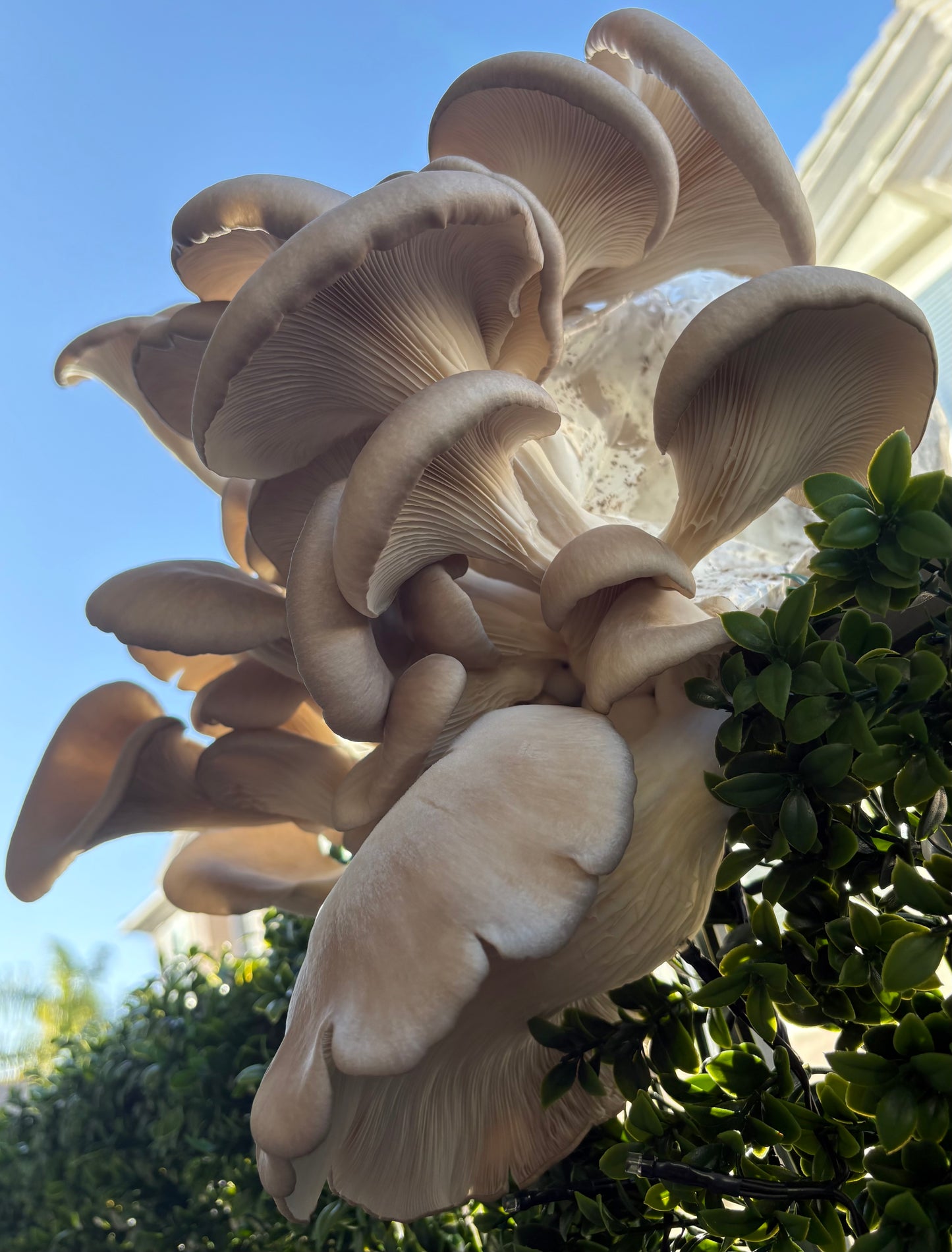 Dried Blue Oyster Mushrooms — Many Worlds Mycology kit