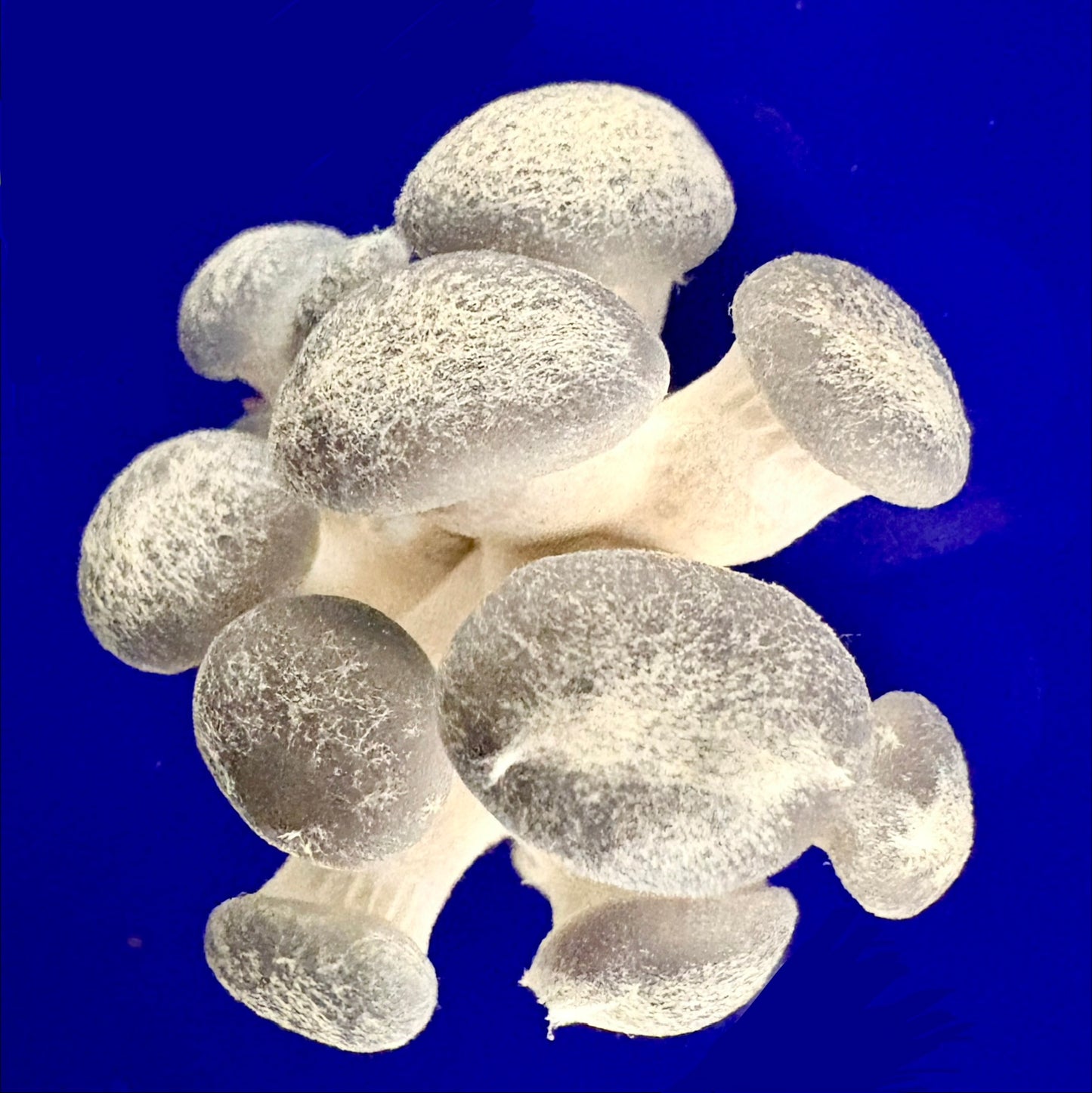 Dried Blue Oyster Mushrooms — Many Worlds Mycology kit