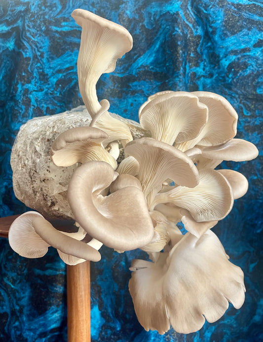 Dried Blue Oyster Mushrooms — Many Worlds Mycology kit