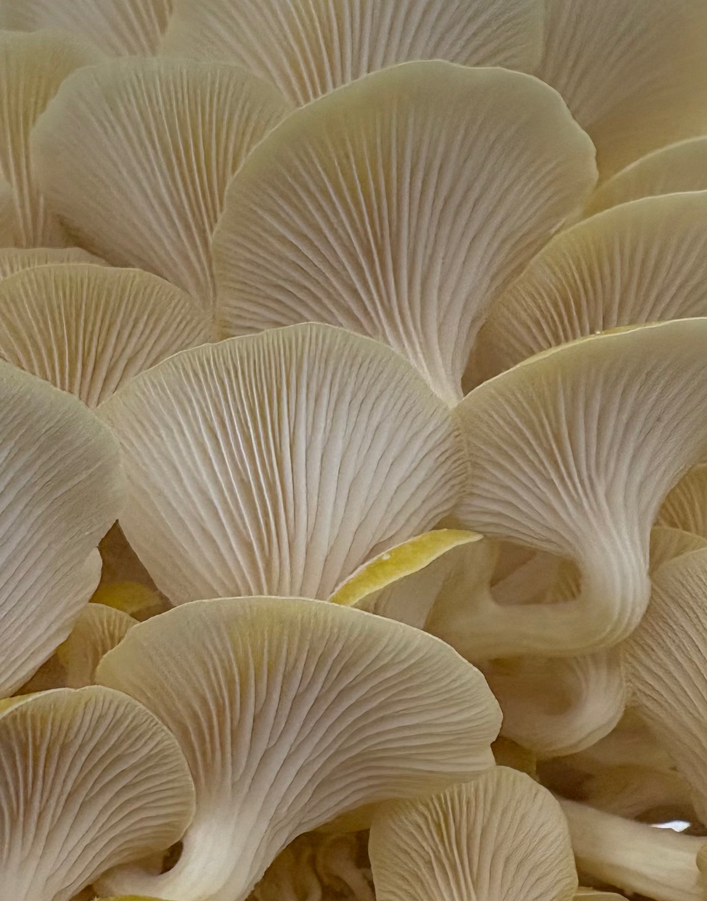 Dried Golden Oyster Mushrooms — Many Worlds Mycology