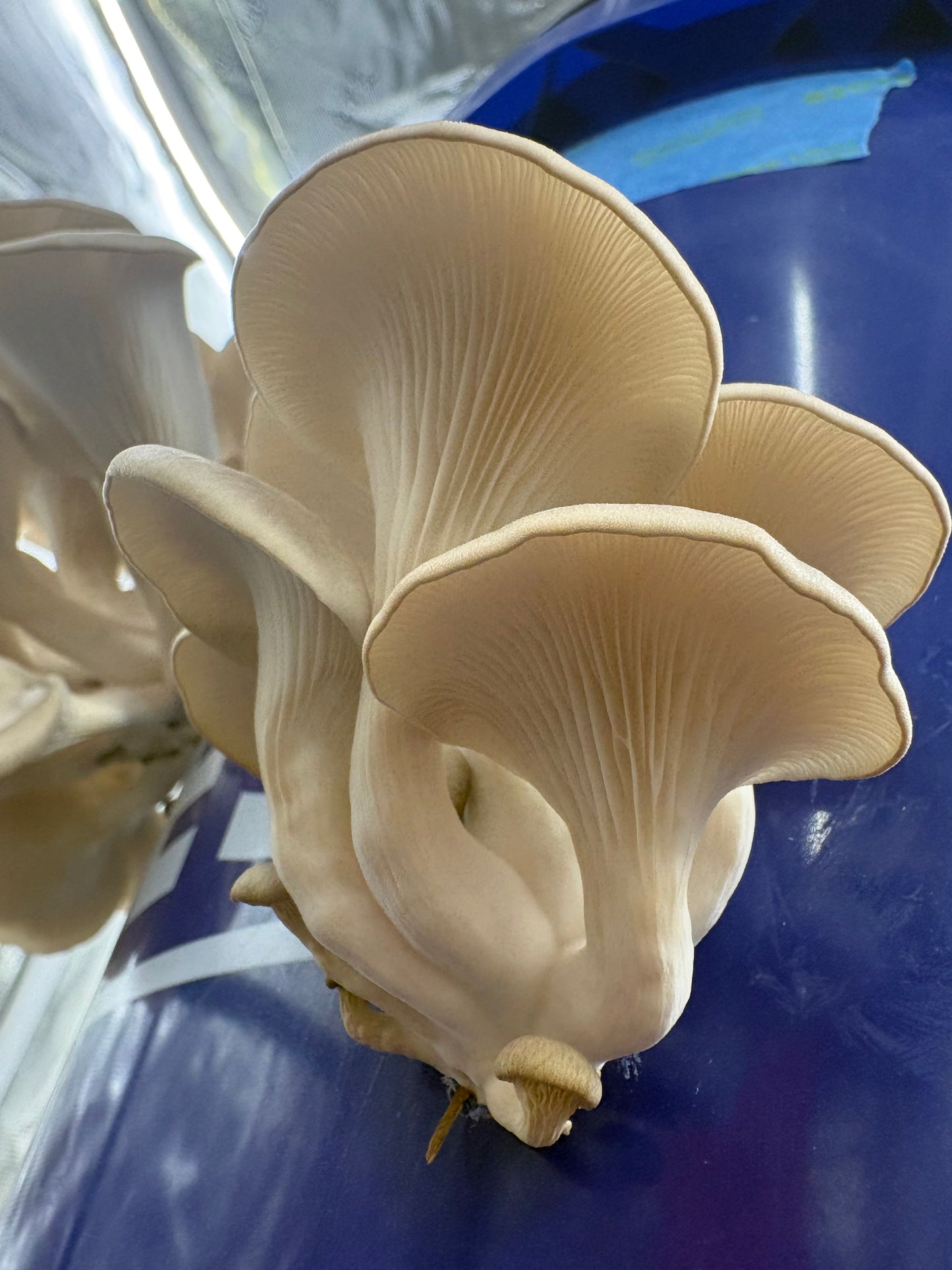 Dried Blue Oyster Mushrooms — Many Worlds Mycology kit