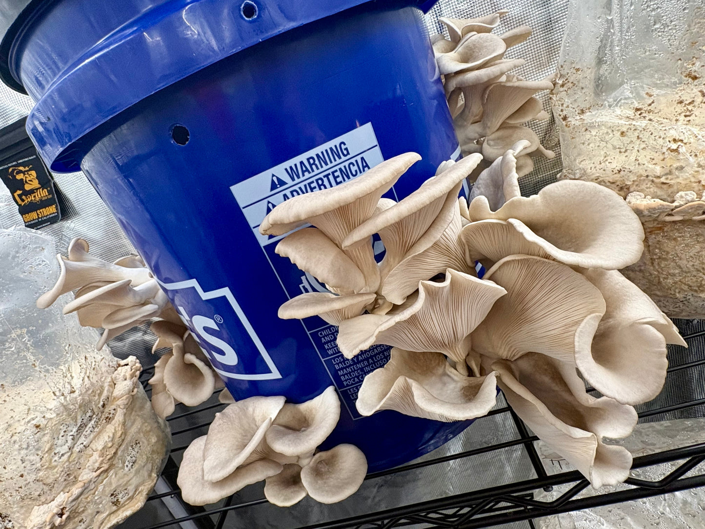 Dried Blue Oyster Mushrooms — Many Worlds Mycology kit