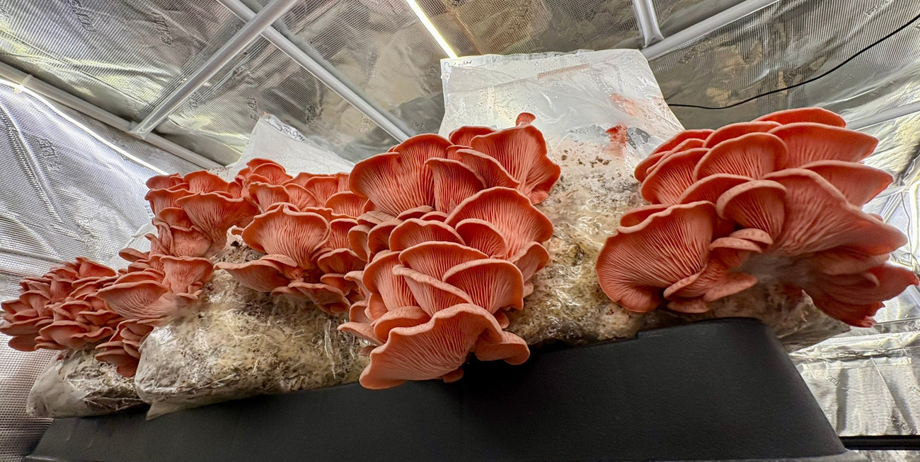 Pink oyster mushrooms in the grow room