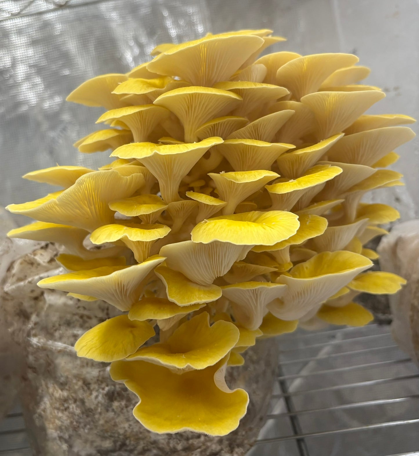 Dried Golden Oyster Mushrooms — Many Worlds Mycology