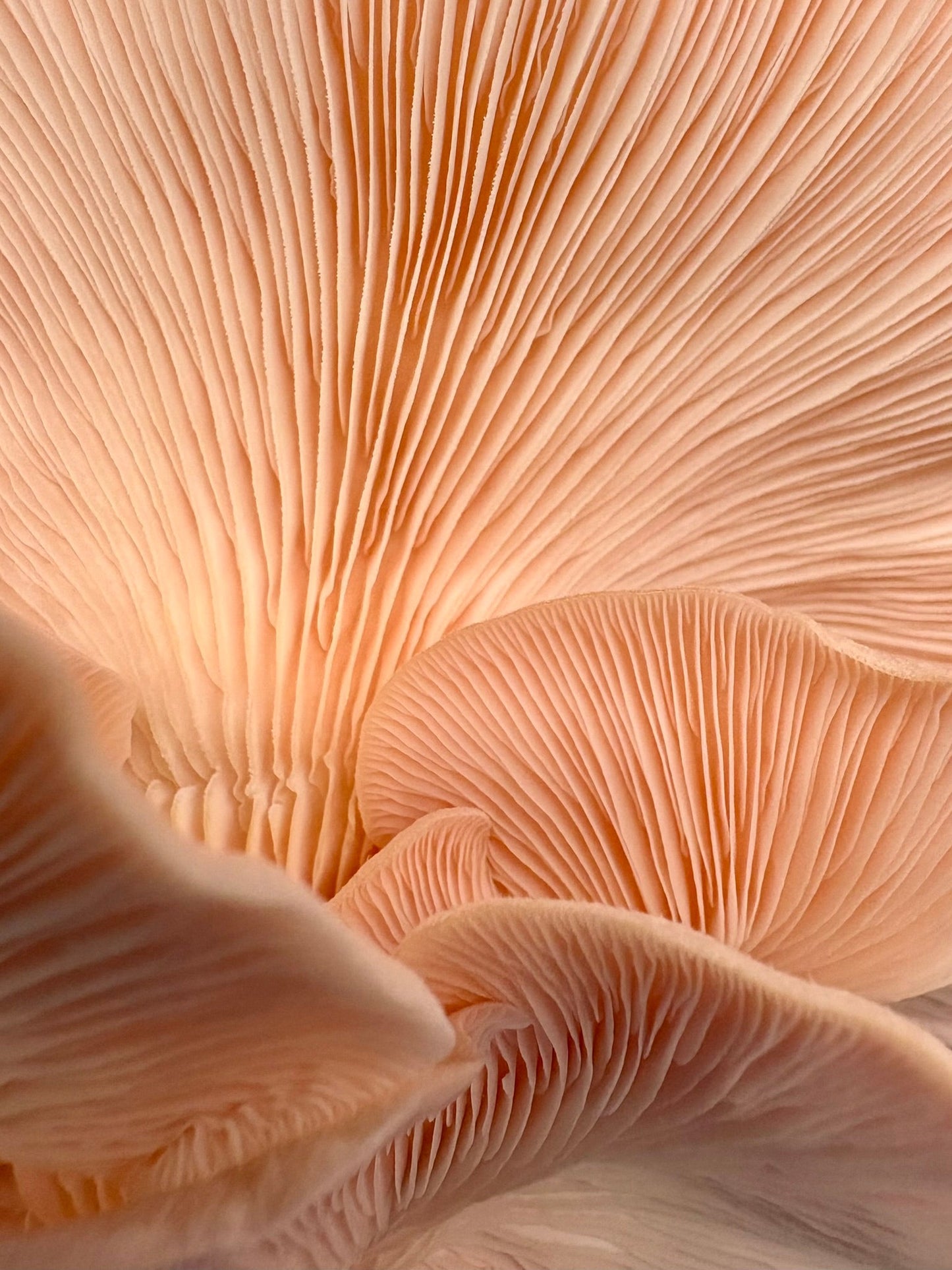 Pink oyster mushroom gills close-up macro
