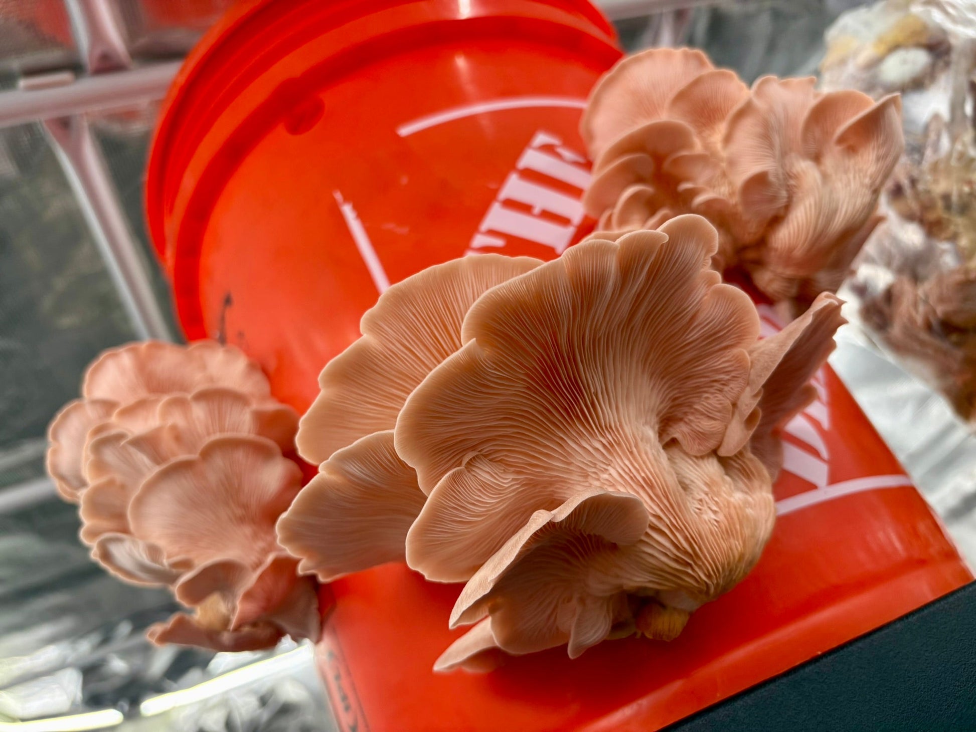 Pink oyster mushrooms fruiting from grow bag on bucket
