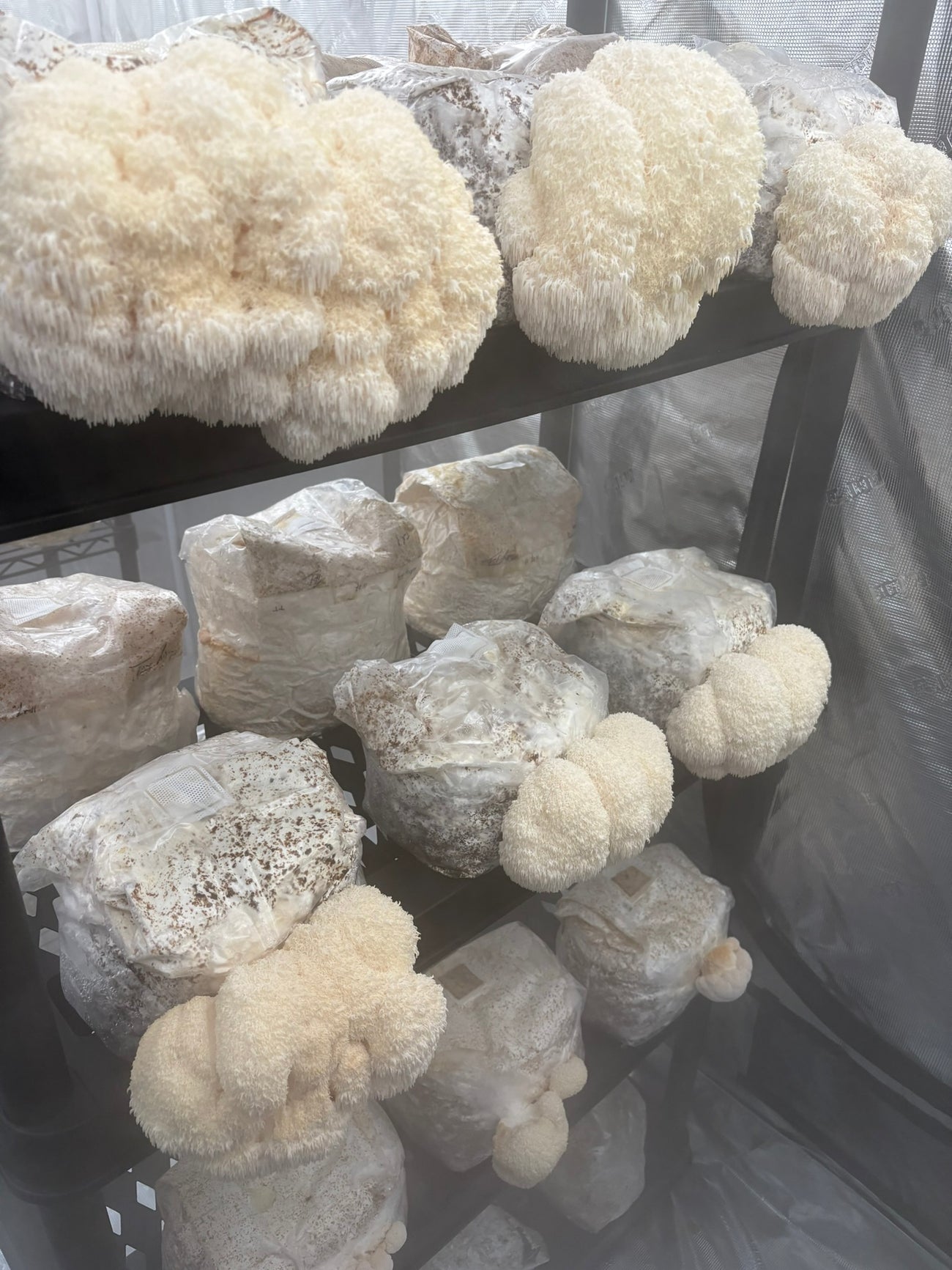 Collection of white mushrooms on a black shelf with a gray background